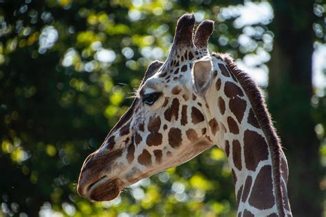 Close-Up Photography of Giraffe · Free Stock Photo