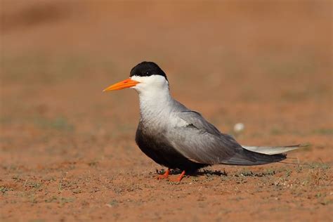 Black bellied tern - Alchetron, The Free Social Encyclopedia