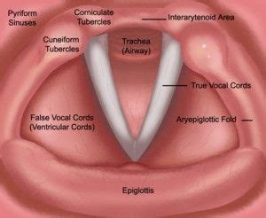 --Care of Your Voice | Speech language pathology grad school, Speech ...