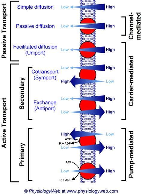 Active And Passive Transport Across The Plasma Membrane - Printable ...