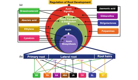 Cross-regulatory interactions of different phytohormones with auxin for ...