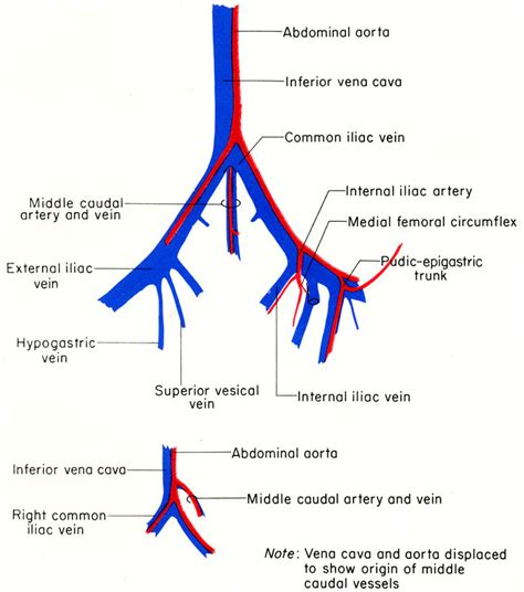 Caudal Anatomy