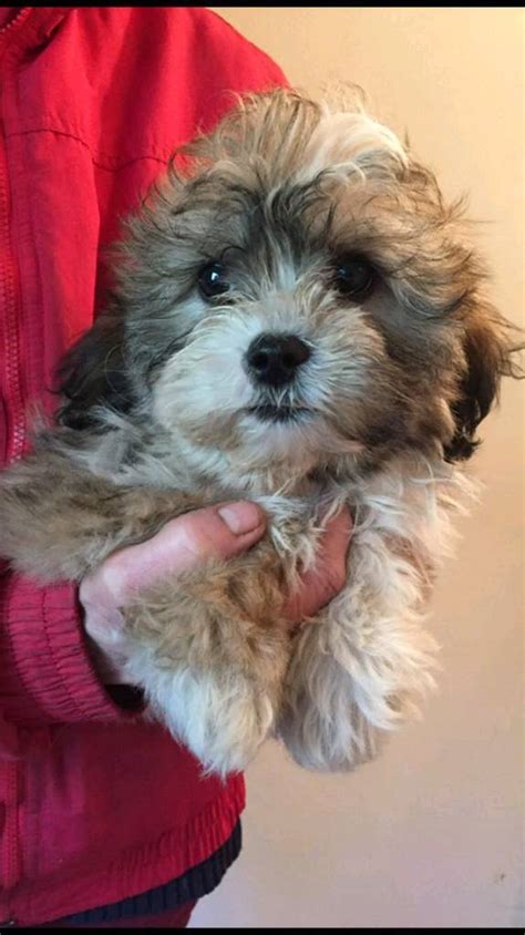 Adorable Lhasa Apso Shih Tzu Puppies | in Lowestoft, Suffolk | Gumtree