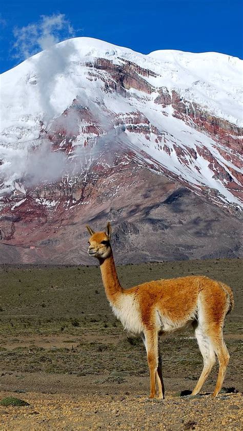 Pin de Naomi Braswell en Animals: Cute & Unusual | Chimborazo ecuador, Paisajes ecuador, Ecuador