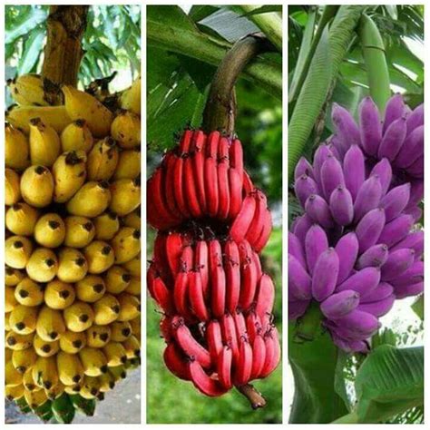 Unusual Fruit Trees - Rare and Unusual Tropical Fruit Trees - Champa Nursery of ... - Taking ...