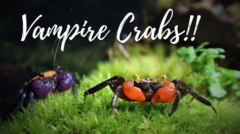 "Crabitat" Aquarium Build for Vampire Crabs - YouTube