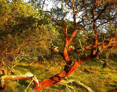 Manzanita Tree - Origin, History, Characteristics, Adaptations & Care