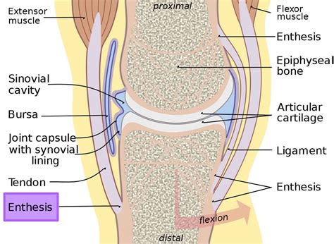 Enthesitis definition, causes, symptoms, diagnosis & treatment