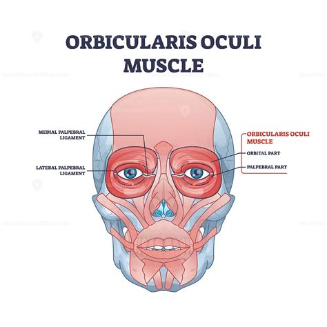 Muscular System, Science Notes, Text Fonts, Neuroscience, Infographics, Outline, Anatomy, Muscle ...