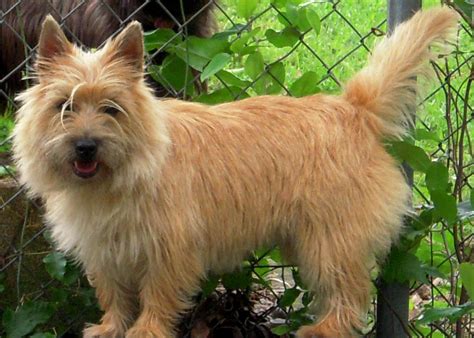 Animals World: cute pictures of cairn terrier puppies gallery