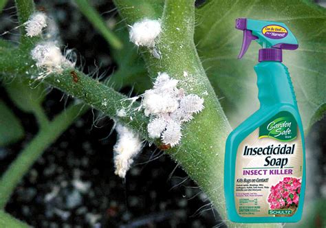 How To Get Rid Of Mealy Bugs On Plants