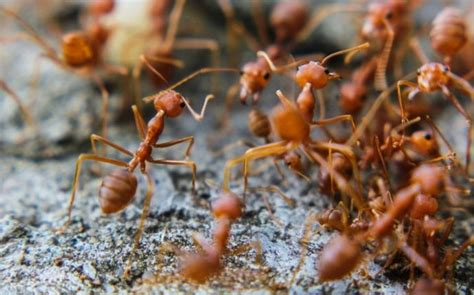 Blog - Four Effective Ant Prevention Tips For San Antonio Property Owners