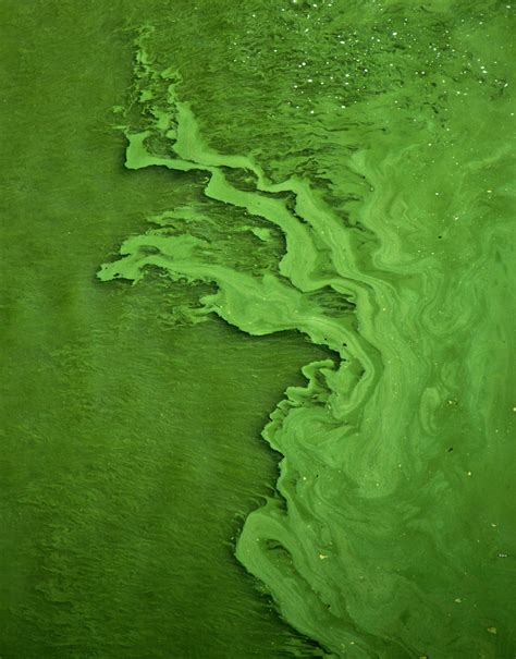 Harmful Algae Blooms: An untapped resource - World Bio Market Insights