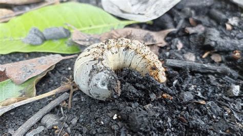 Horn Beetle Larvae that are Burying Themselves and Preparing To Turn ...