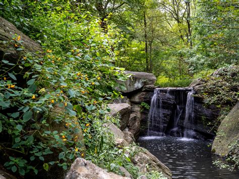 The Ravine | Central Park Conservancy