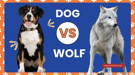 Wolf Vs. Dog: Analyzing The Characteristics Of Wild And Domestic Canines