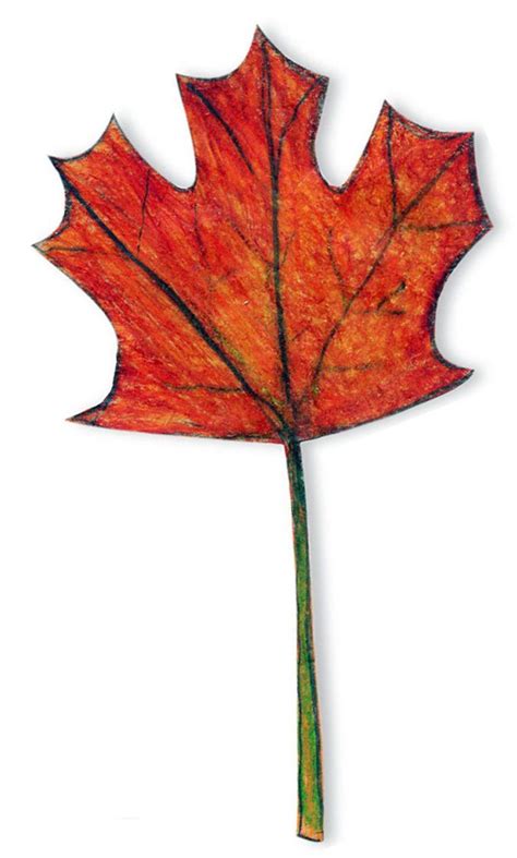 Maple Leaf Drawing (Art Projects for Kids) | Maple leaf drawing, Leaf ...