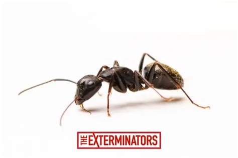 Ant Control Bowmanville | Ant Exterminator Bowmanville| The Exterminators