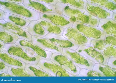 Plant Cell With Chloroplast Under Microscope Stock Photo ...