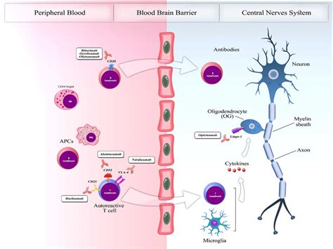 Therapeutic targets of monoclonal antibodies in treatment of MS. The... | Download Scientific ...