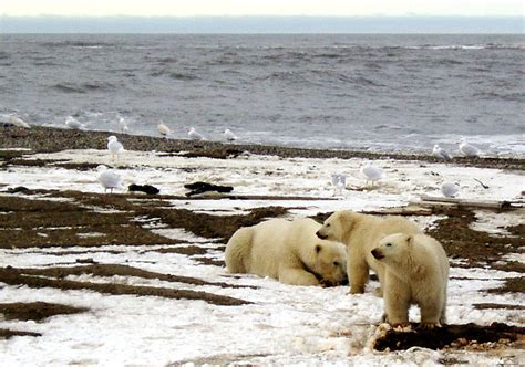 Obama Will Move to Protect Vast Arctic Habitat in Alaska - The New York Times