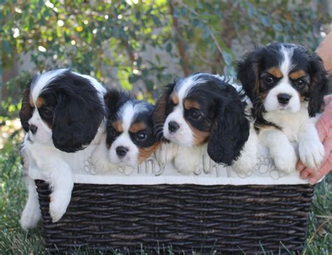 Cavalier King Charles Rescue California