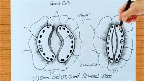 Open And Closed Stomata Diagram