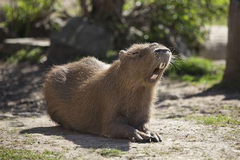 🔥 Free Download Capybara Wallpaper 9H5X43U 4usky by @shenry7 | WallpaperSafari