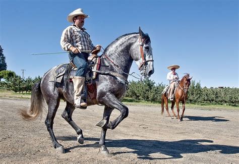 CABALLOS BAILADORES: Caballos Bailadores | Horses, Animals, Caballos