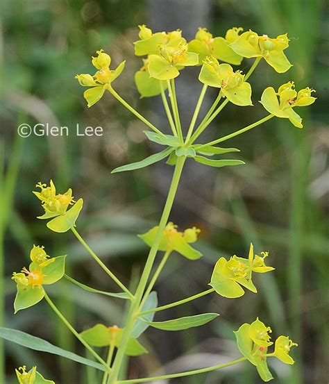 Euphorbia esula photos Saskatchewan Wildflowers