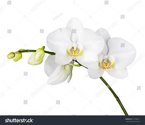 289,406 Green white orchids Stock Photos, Images & Photography | Shutterstock