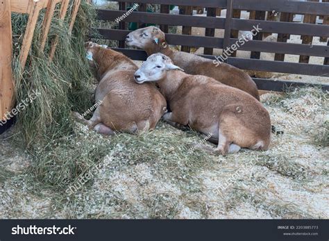 Three Breeding Sheep Romanov Breed Wooden Stock Photo 2203885773 ...