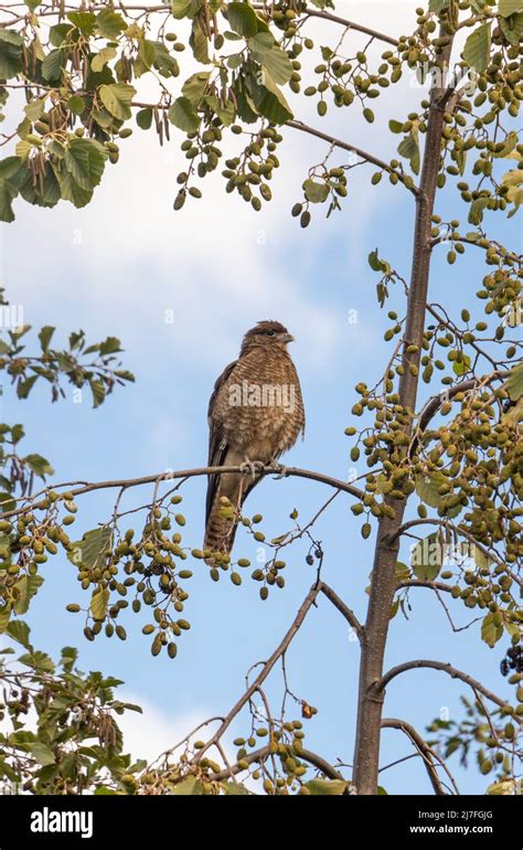 Chimango bird of prey sitting on a branch Stock Photo - Alamy