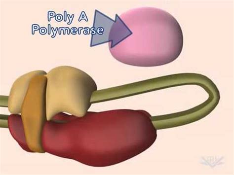 mRNA 5 prime cap and poly-A tail - YouTube