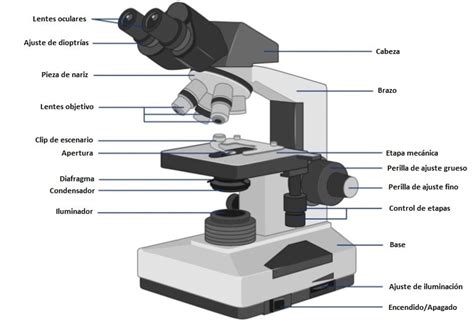 Partes Del Microscopio » 2024 ️