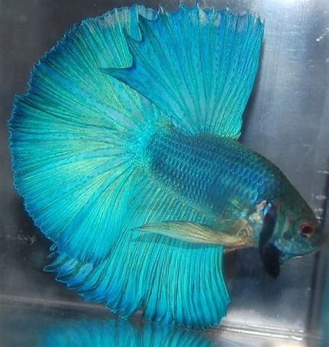 Aqua beta fish | Color | Aqua/Teal | Pinterest