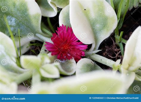 Flower of a Common Ice Plant Mesembryanthemum Crystallinum Stock Photo ...