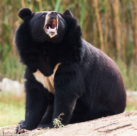 Japanese man uses KARATE skills to fight off a snarling bear | Daily Mail Online