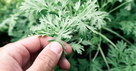 Wormwood: Benefits, Dosage, and Side Effects