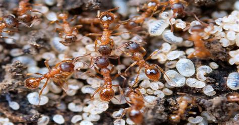 Ant Larvae - Learn About Nature