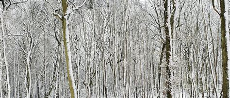 Winter Lines Photograph by Tim Gainey - Fine Art America