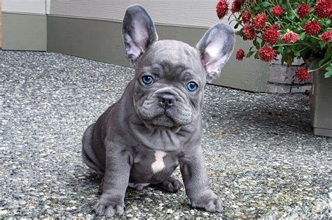 37+ Where To Buy French Bulldog Puppies Near Me Image - Bleumoonproductions