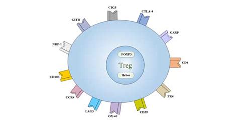 Identify Treg Cells. You Can Do This. - Cusabio