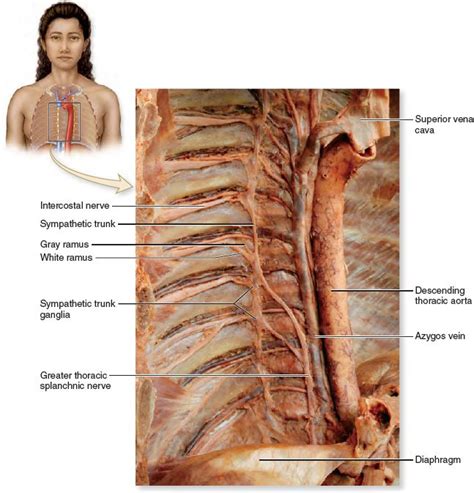 Sympathetic Trunk. An anterolateral photo of the right side of the ...