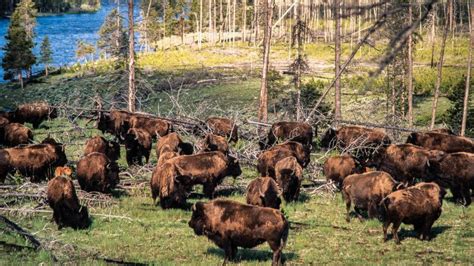 Bison attacks woman at Yellowstone National Park - BBC News