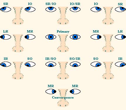 The Extraocular Muscles Of The Eye | Faculty of Medicine