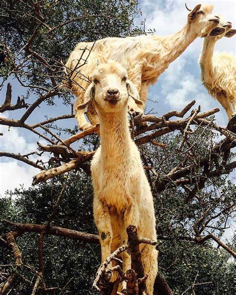 The Famous Moroccan Tree Goats | Foodie Flashpacker