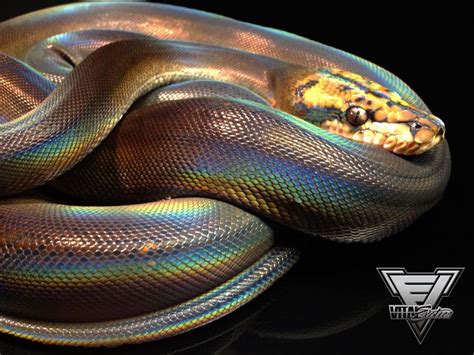 golden child motley platinum reticulated python - Google Search | Reticulated python, Ball ...