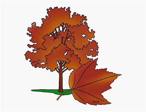 State Tree Of Rhode Island - Rhode Island State Tree Drawing , Free Transparent Clipart - ClipartKey