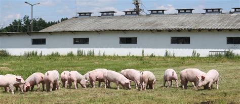 Pig poo turned into hydrogen for government’s £600k energy scheme ...